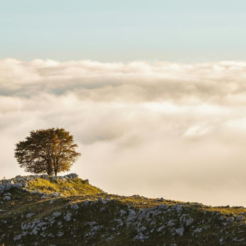 Würfel mit Ja darauf